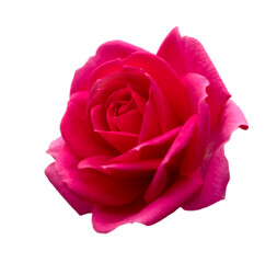 Fototapeta na wymiar Rosebud. Beautiful bright pink rose. Blooming flower close-up. Isolated on white background.