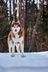 Cute playful red husky dog on walk in sunny winter forest.