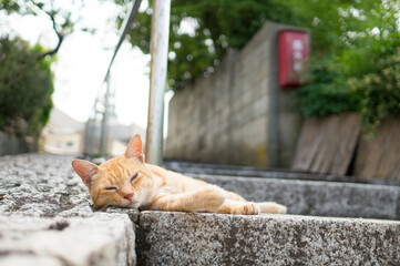 初夏の街角でお昼寝する猫