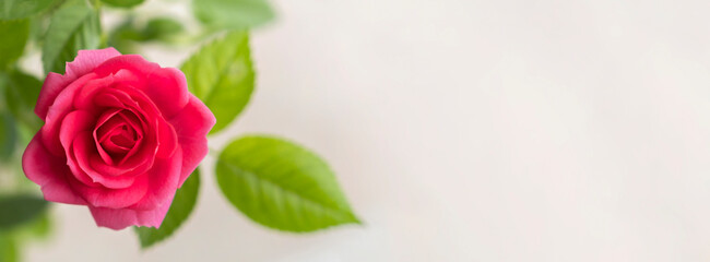 Banner with blooming flower close-up with green leaves on light background. Beautiful bright pink rose.Copy space.