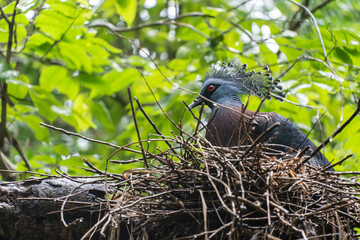 Victoria Crowned Pigeon (Goura victoria)  bird's nest on branch in tree after rain,Animal conservation and protecting ecosystems concept.