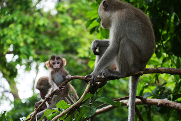 Cute Baby Monkey on tree in forest looking at camera. Animal conservation and protecting ecosystems concept. selective focus