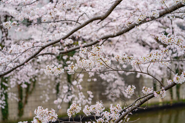 桜満開、春