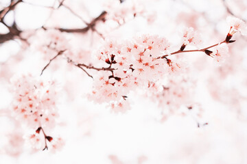Pink cherry tree against the sky close-up, natural background.