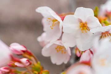 Naklejka na ściany i meble 桜満開、春