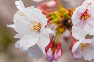 桜満開、春