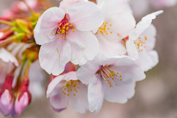桜満開、春