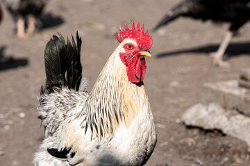 Domestic bird. A white rooster with black feathers and a bright red crest.