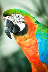 Close up macaw.