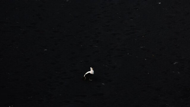 Eider duck walking on black ground in slow-motion wide angle shot in Iceland. High quality 4k footage