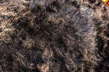Dark sheep wool, fur texture, dark soft material background, abstract natural surface pattern.