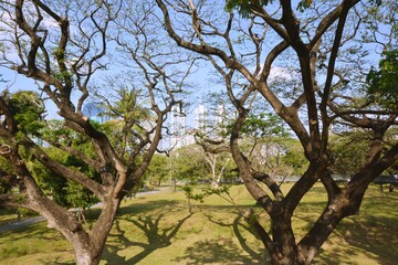 Fototapeta premium Park, architecture and cityscape in Thailand 
