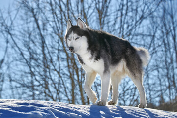 Cute siberian husky dog portrait in sunny winter forest.