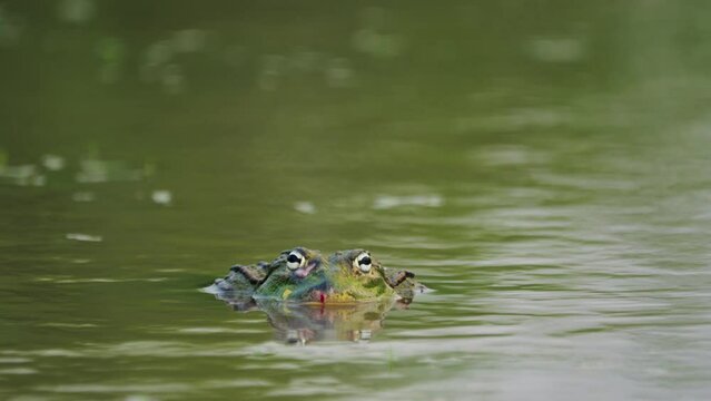 Big African Bullfrog Hiding In Shallow Water In The Rainy Season In Central Kalahari Game Reserve, Botswana. Close Up