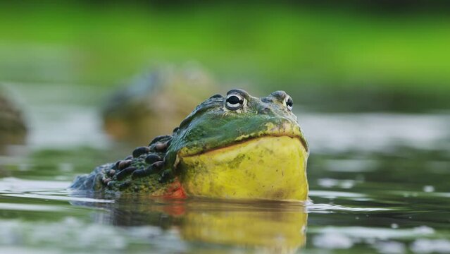 Close Up Of Colorful Huge Bullfrog Expanding Its Throat To Attract Females In Mating Season, Botswana.