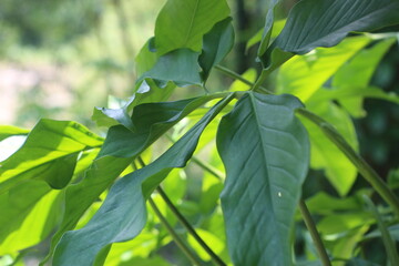Closeup view of syngonium macrophyllum leaves or well-known as arrowhead vine,a rampant creeping or climbing plant native to Central America