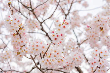 桜、満開、春、目黒川
