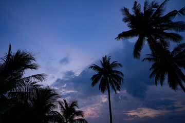 Fototapeta na wymiar Coconut trees on the Suan Luang Beach at dawn, Bang Saphan, Prachuap Khiri Khan, Thailand.