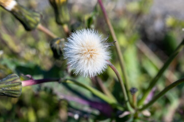 タンポポのわたげ