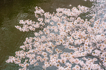 桜、満開、春、目黒川