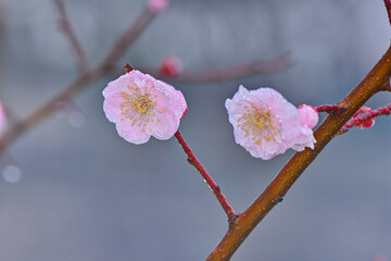 大阪城の梅林にて