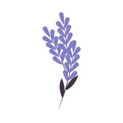 lilac flowers leaf