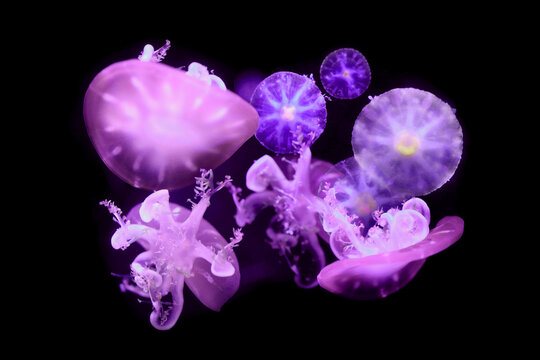 Upside down jellyfish on black background.