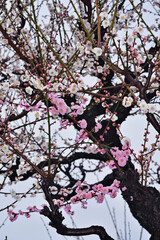 大阪城の梅林にて