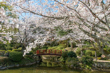 満開のソメイヨシノ（打吹公園・鳥取県倉吉市）