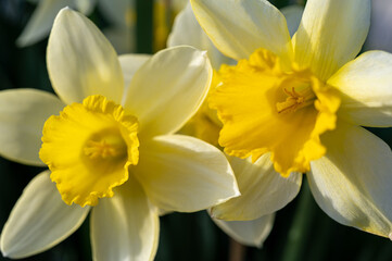 Fototapeta premium スイセン