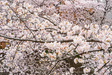 桜、満開、春、目黒川