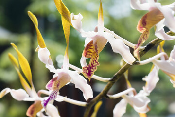 Selective focus shot of endemic wild orchid white and yellow striped growing in a tropical...