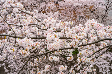 桜、満開、春、目黒川