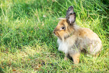 Lovely furry Cute bunny, rabbit in meadow beautiful spring scene, looking at something while sitting on green grass over  nature background.