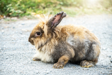 Lovely furry Cute bunny, rabbit is sitting on stone floor in meadow, Rabbit are herbivores and...