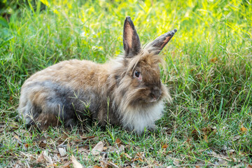 Lovely furry Cute bunny, rabbit in meadow beautiful spring scene, looking at something while sitting on green grass over nature background.