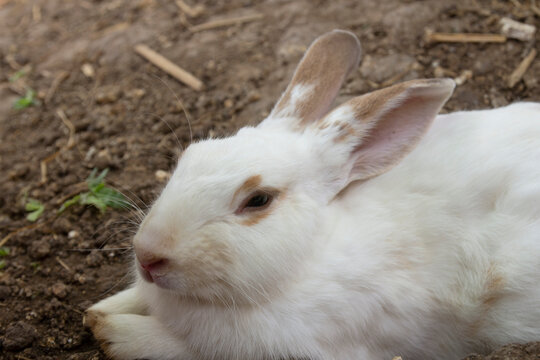 little white rabbit lying on the ground