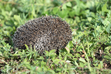 roll cute spiny hedgehog in natural habitat outdoors in nature.