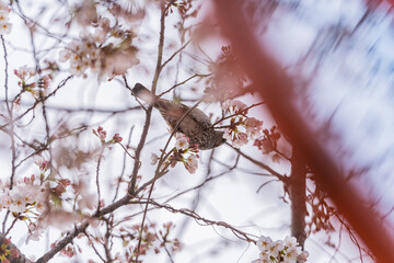 桜と野鳥、満開、春、目黒川