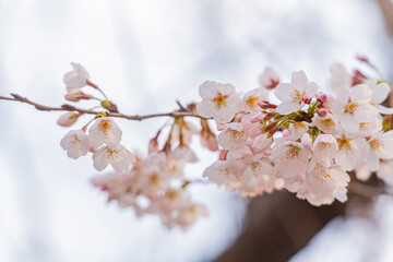 桜、満開、春、目黒川