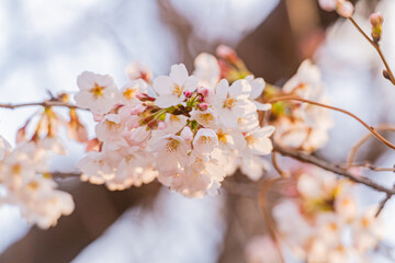 桜、満開、春、目黒川