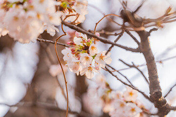 桜、満開、春、目黒川