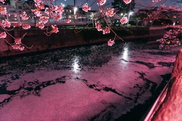 reflection in the river