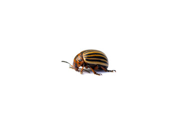 Colorado beetle or ten-striped spearman, potato beetle or bug on white background