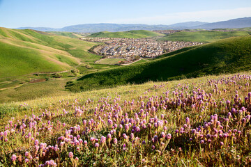 Wildflowers Blossoming in Spring, Tri-valley, California