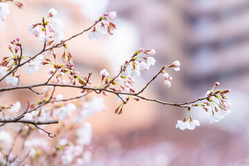 桜、満開、春、目黒川