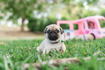 Little pug puppy alone outdoors on a summer's day