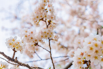桜、満開、春、目黒川