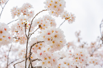 桜、満開、春、目黒川