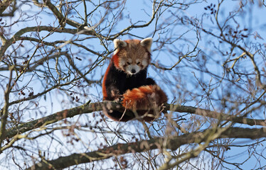 Red panda sitting high up in a tree